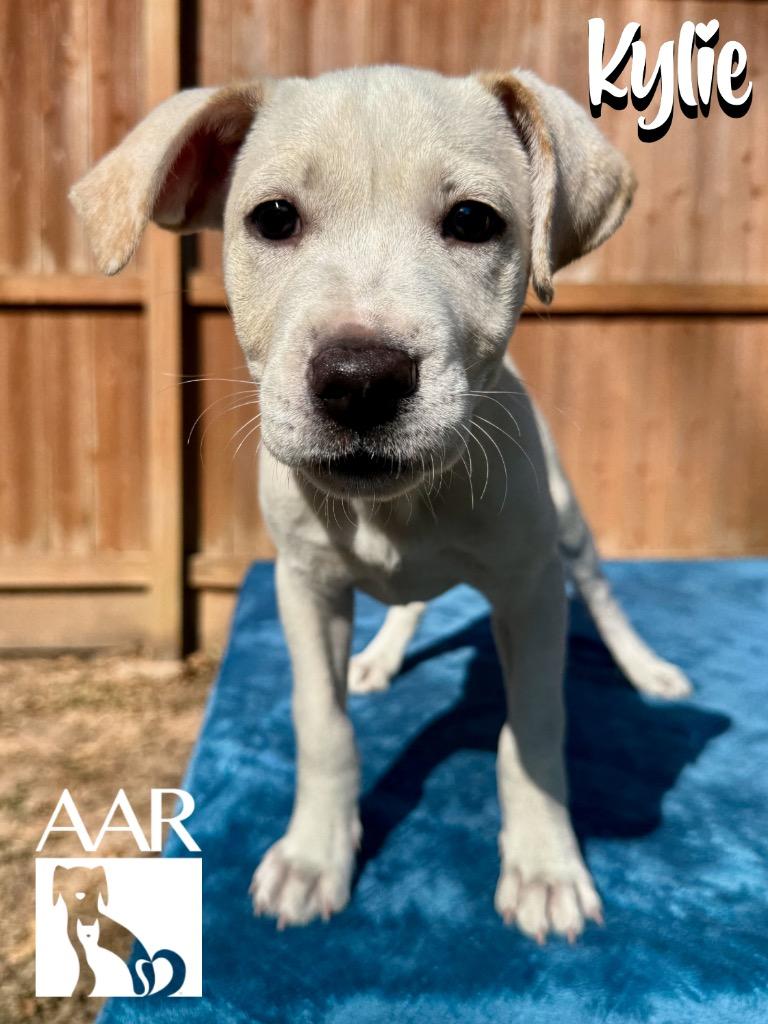 Enlarge Kylie, a Adoptable mixed breed in Magnolia, TX image 3/6