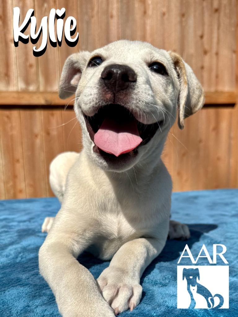 Enlarge Kylie, a Adoptable mixed breed in Magnolia, TX image 4/6