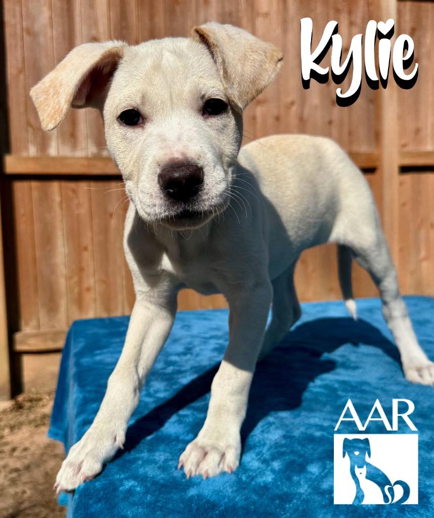 Enlarge Kylie, a Adoptable mixed breed in Magnolia, TX image 5/6