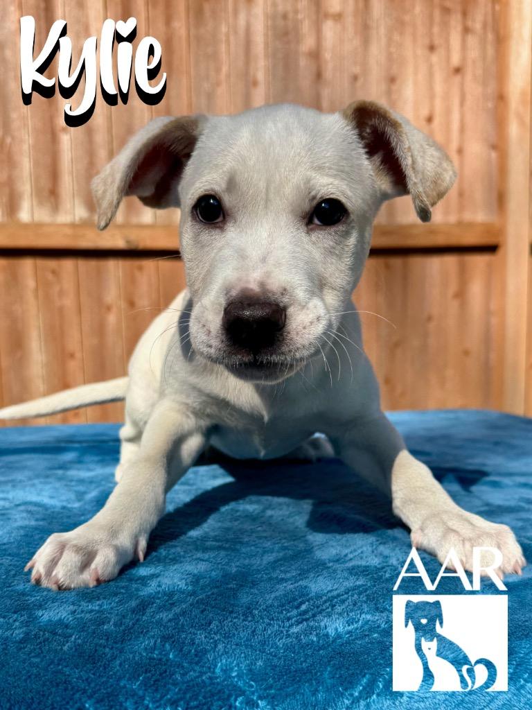 Enlarge Kylie, a Adoptable mixed breed in Magnolia, TX image 6/6