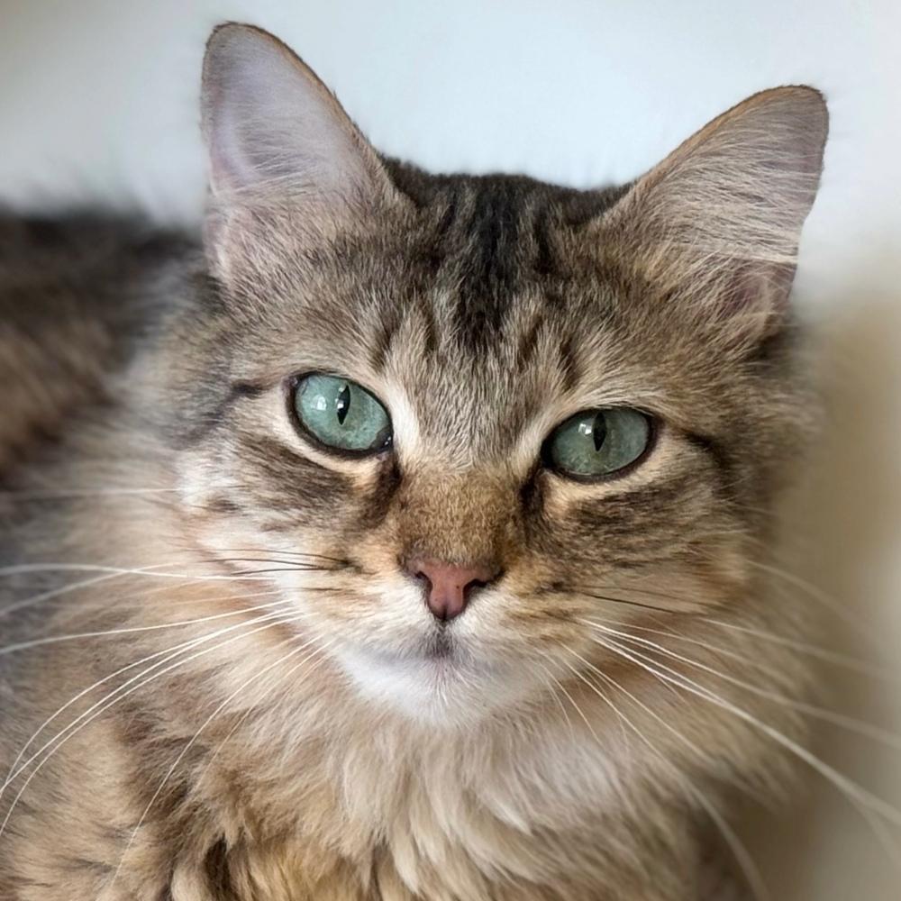 Zack, Baby Male Domestic Short Hair
