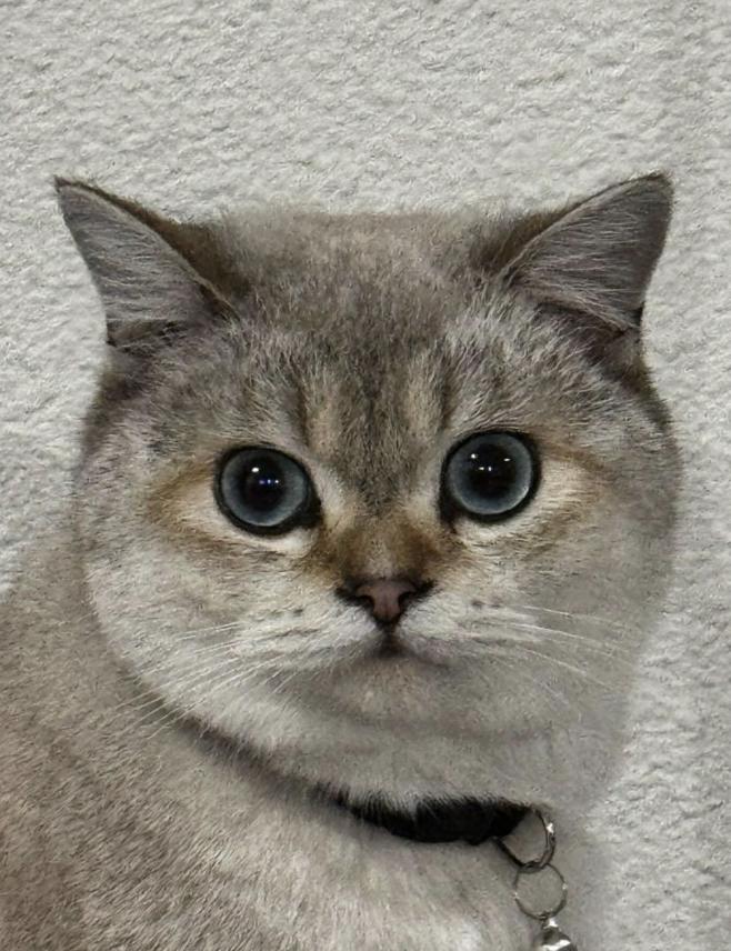 Enlarge Appa *bonded pair*, a Adopted mixed breed in Rio Linda, CA image 1/3