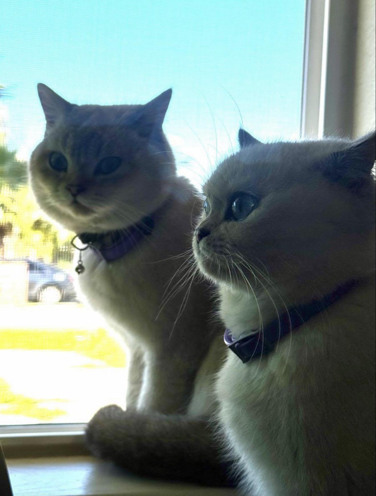 Enlarge Appa *bonded pair*, a Adopted mixed breed in Rio Linda, CA image 2/3