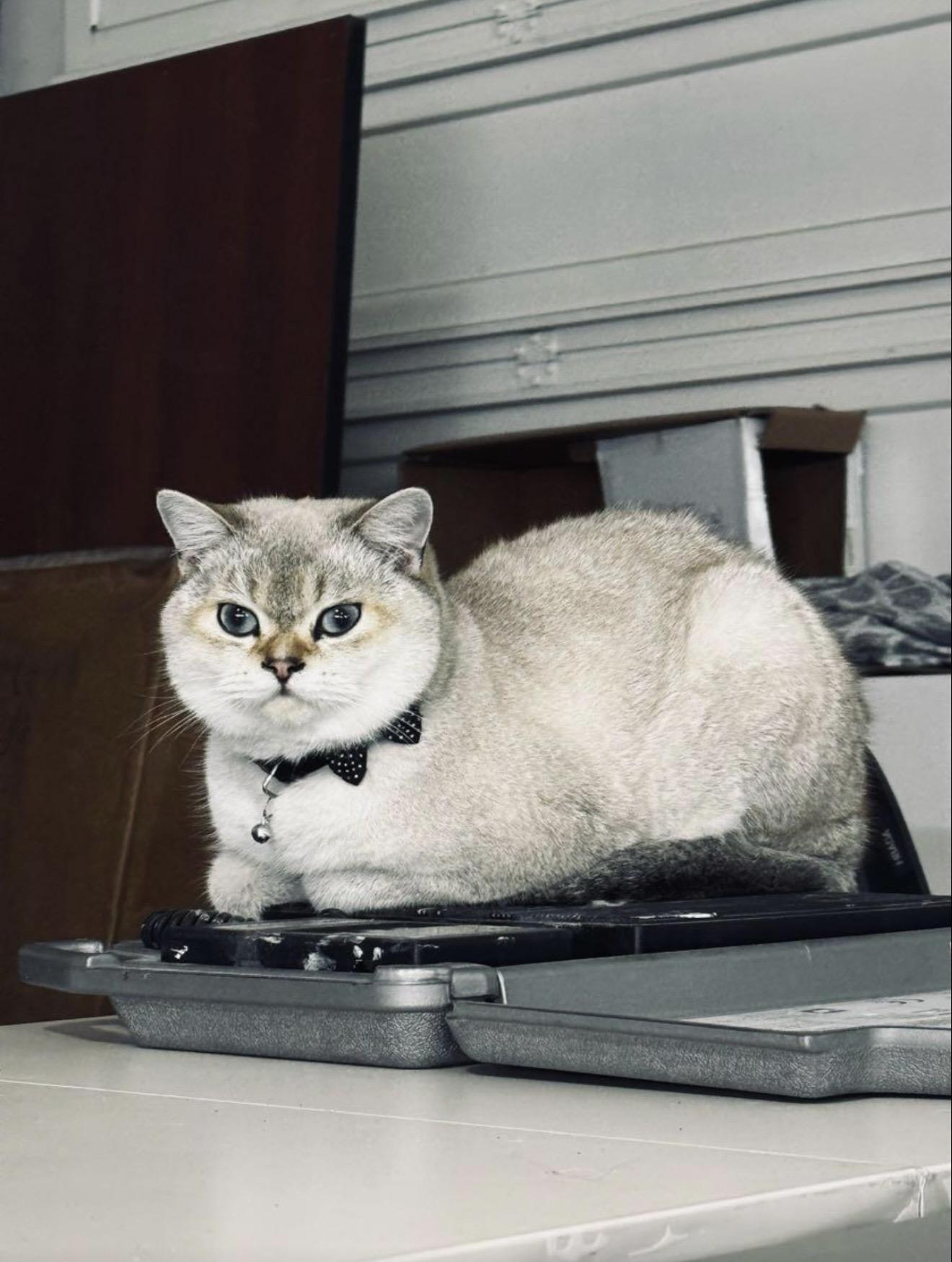 Enlarge Appa *bonded pair*, a Adopted mixed breed in Rio Linda, CA image 3/3