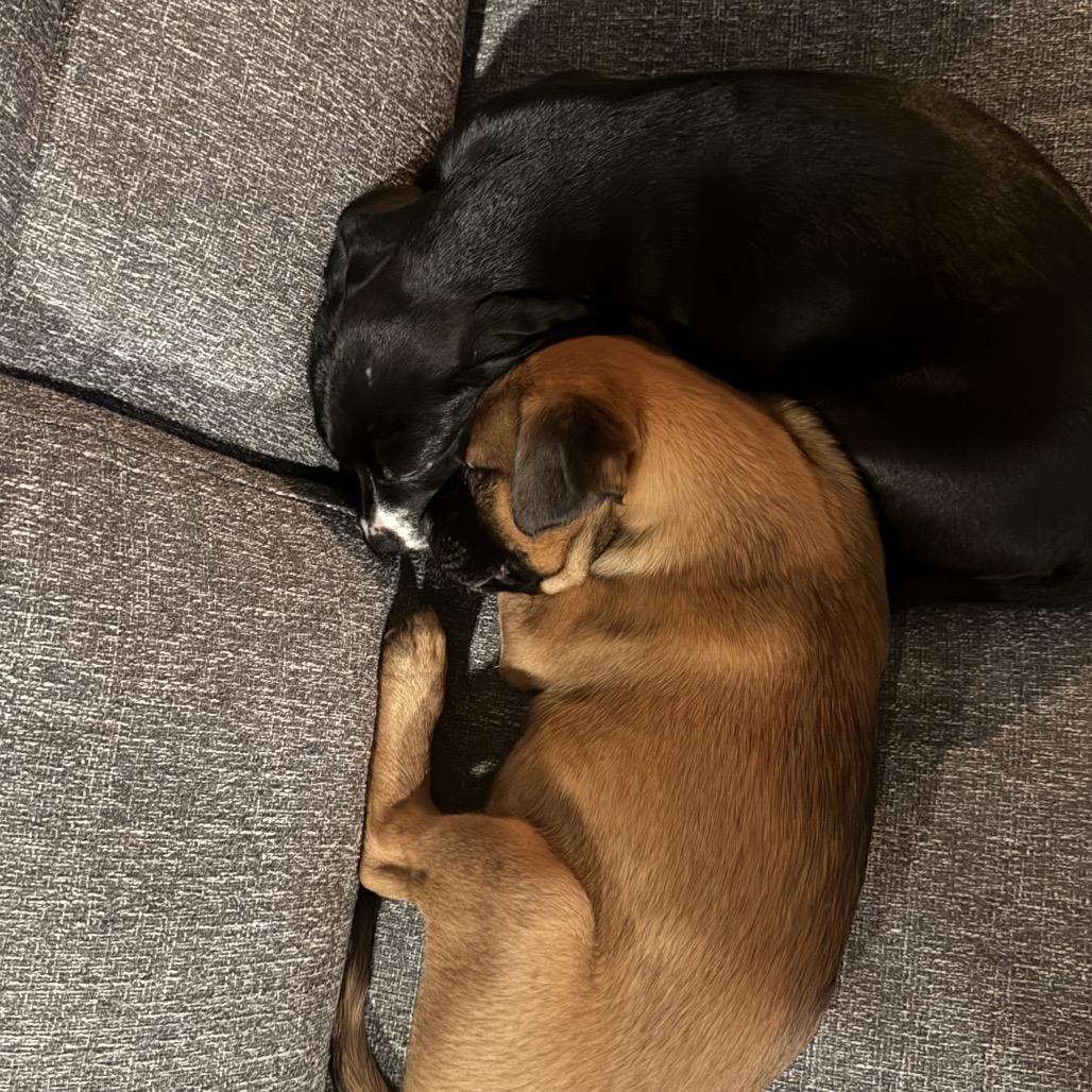 Rumi, Adoptable, Puppy Female Terrier & Mixed Breed.