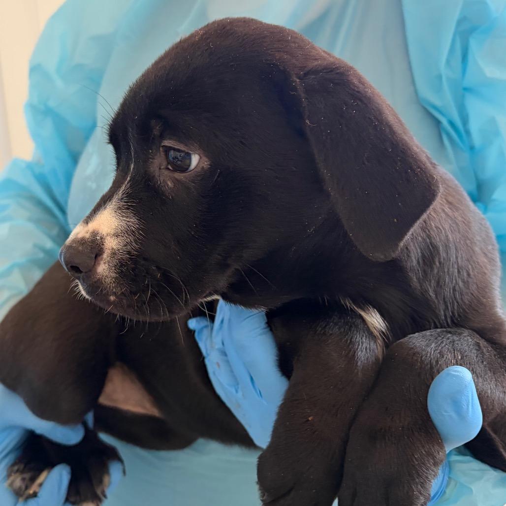 Enlarge Rumi, a Adoptable mixed breed in Nashville, TN image 2/4