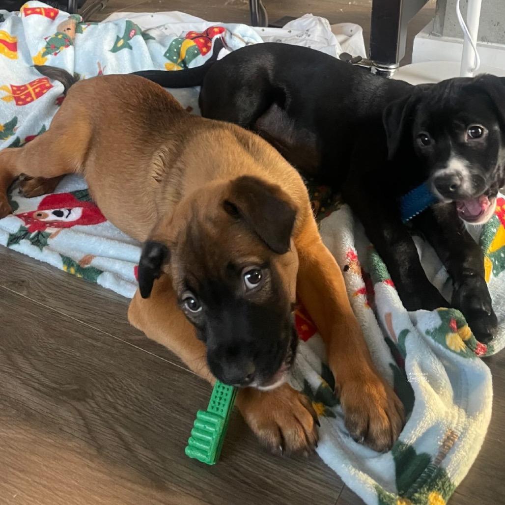 Enlarge Rumi, a Adoptable mixed breed in Nashville, TN image 3/4