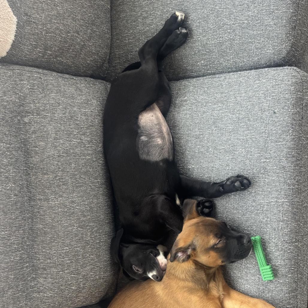 Enlarge Rumi, a Adoptable mixed breed in Nashville, TN image 4/4