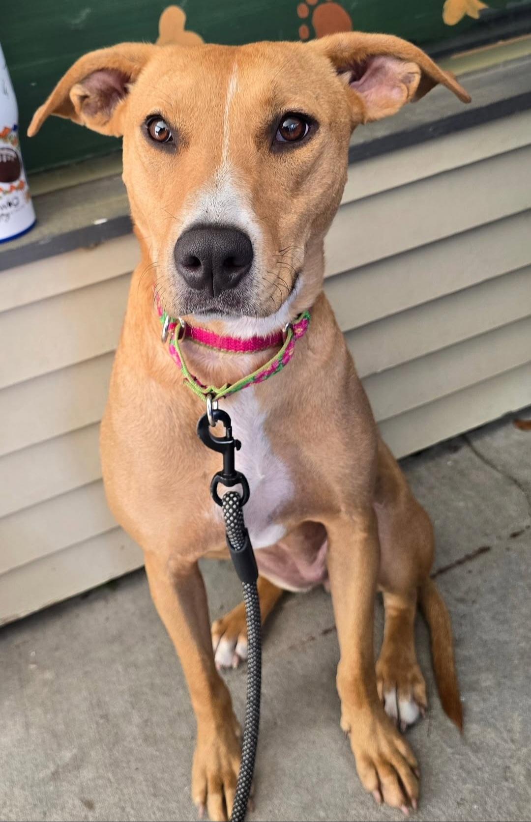 Emma, a Adoptable Mixed Breed in Gainesville, FL image 1/2