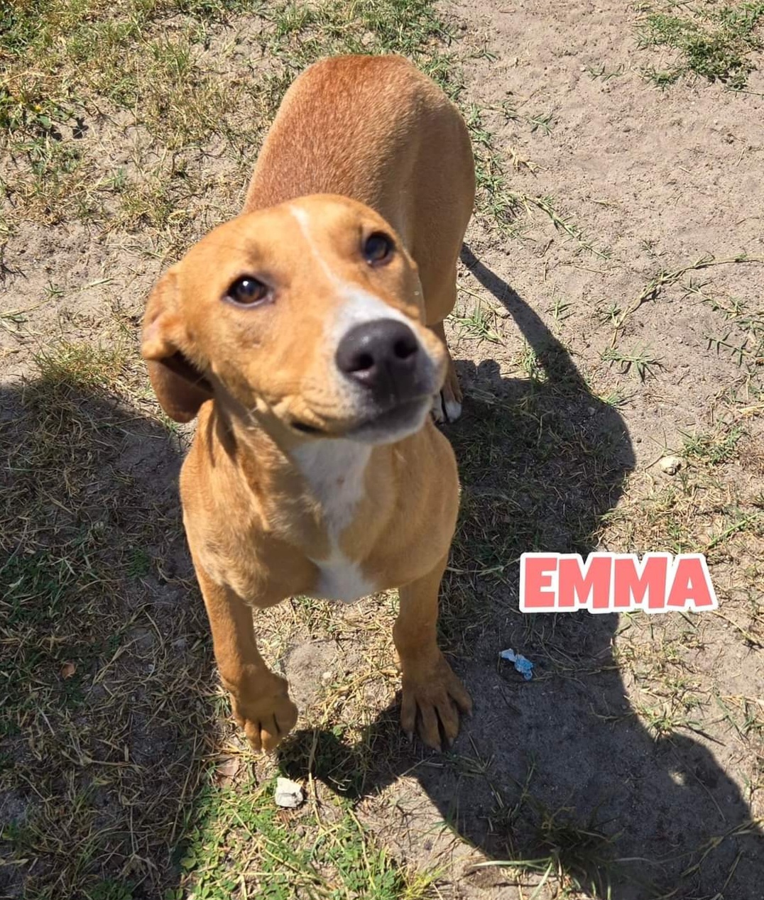 Emma, a Adoptable Mixed Breed in Gainesville, FL image 2/2