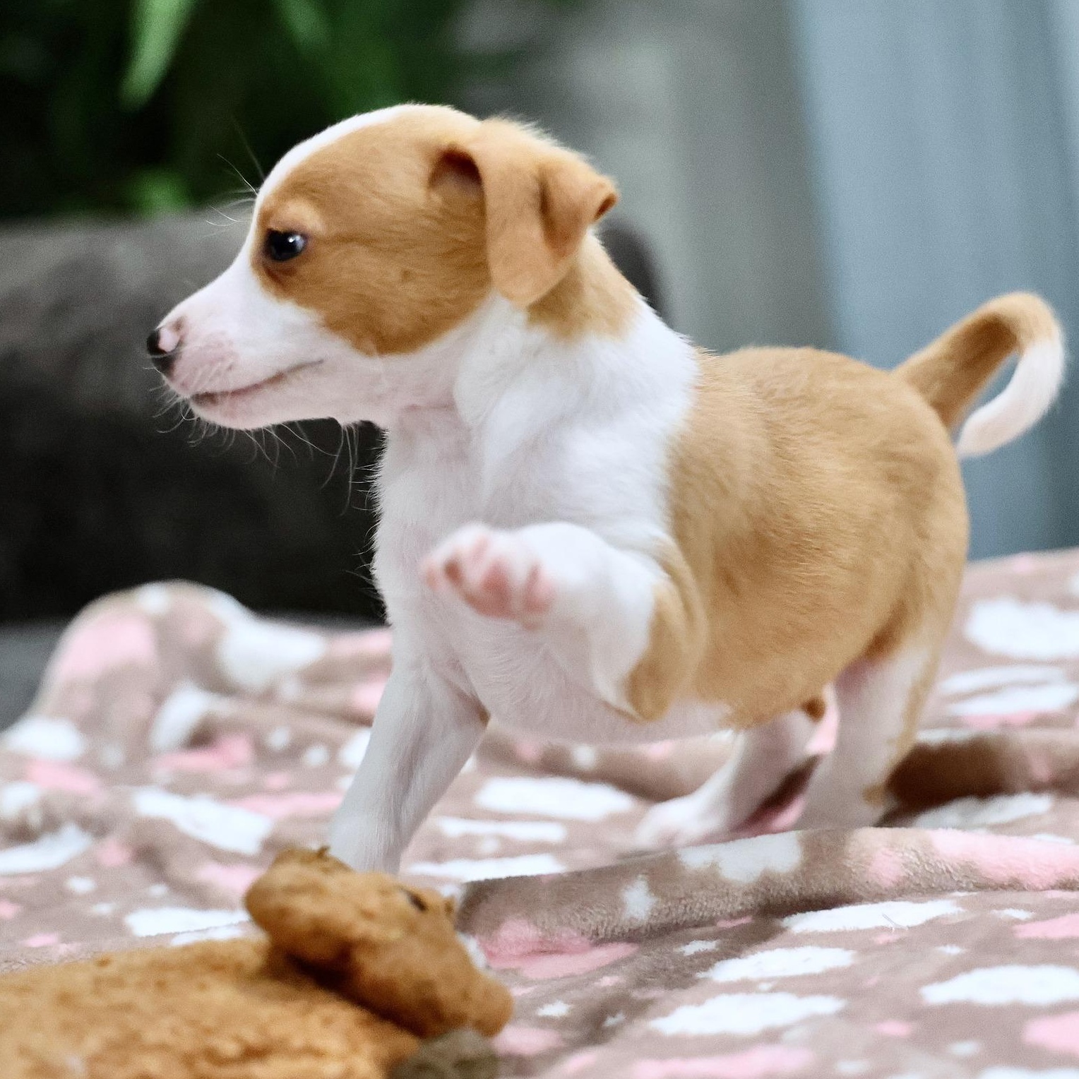 Enlarge Novan, an adoptable mixed breed in Palatine, IL image 4/5