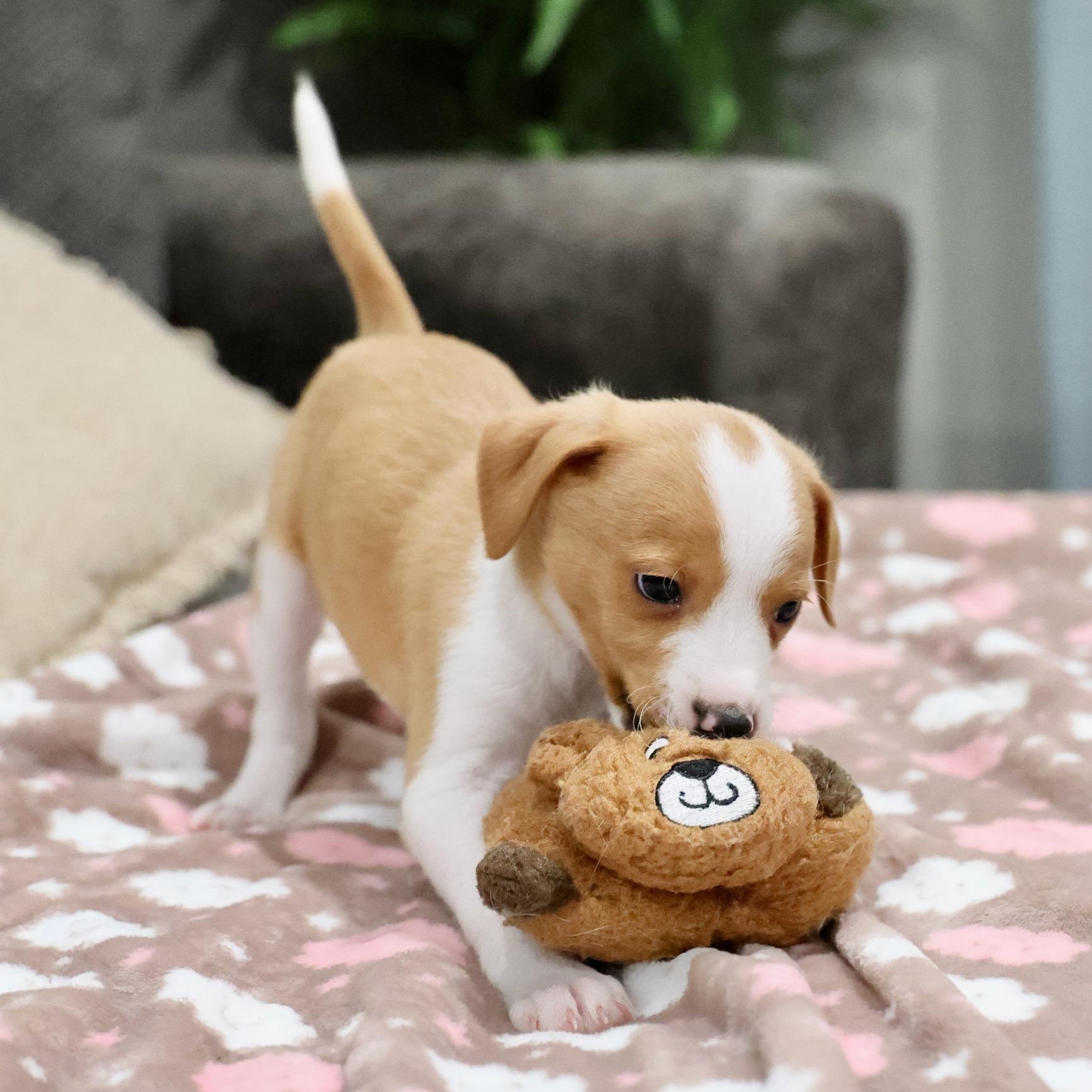 Enlarge Novan, an adoptable mixed breed in Palatine, IL image 2/5