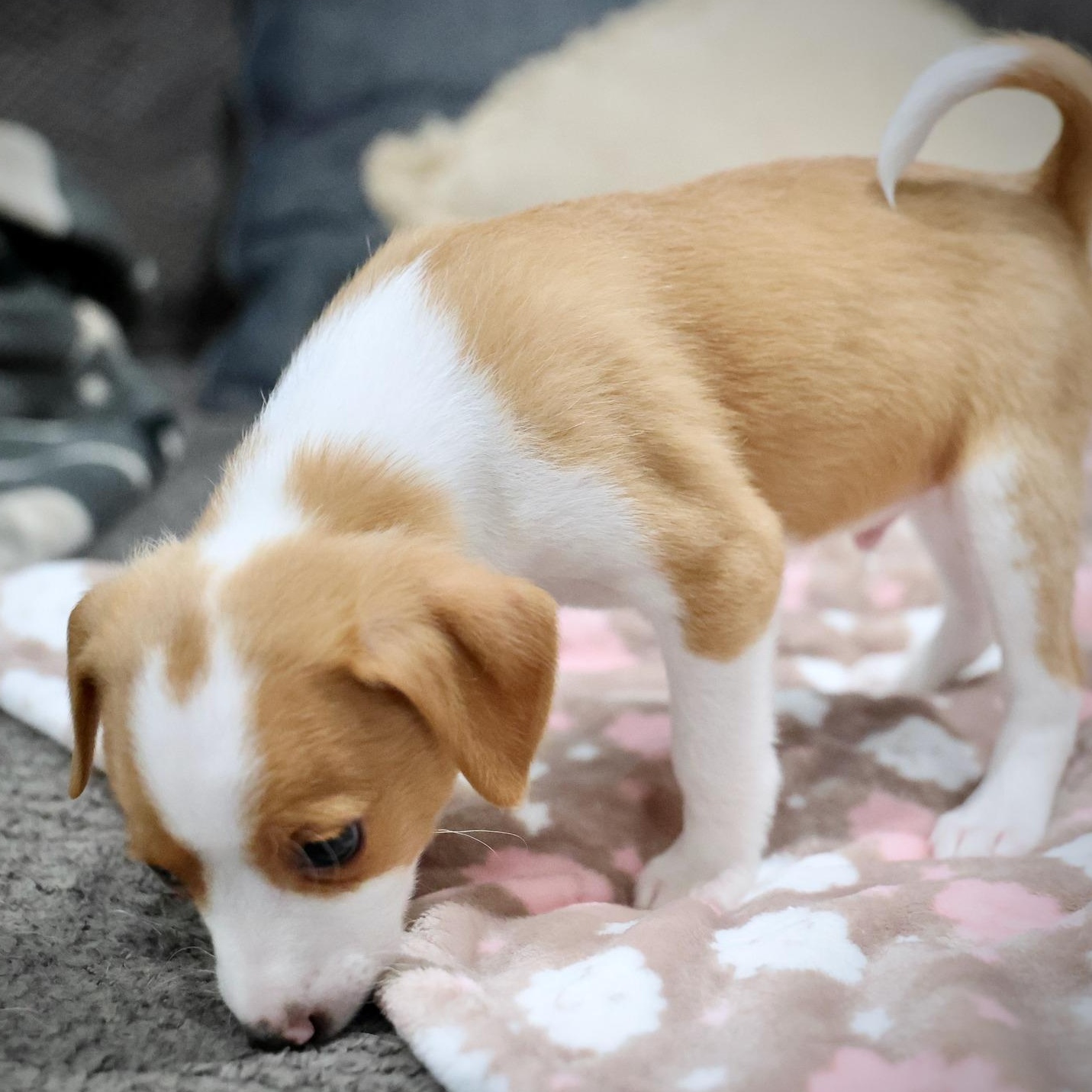 Enlarge Novan, an adoptable mixed breed in Palatine, IL image 3/5