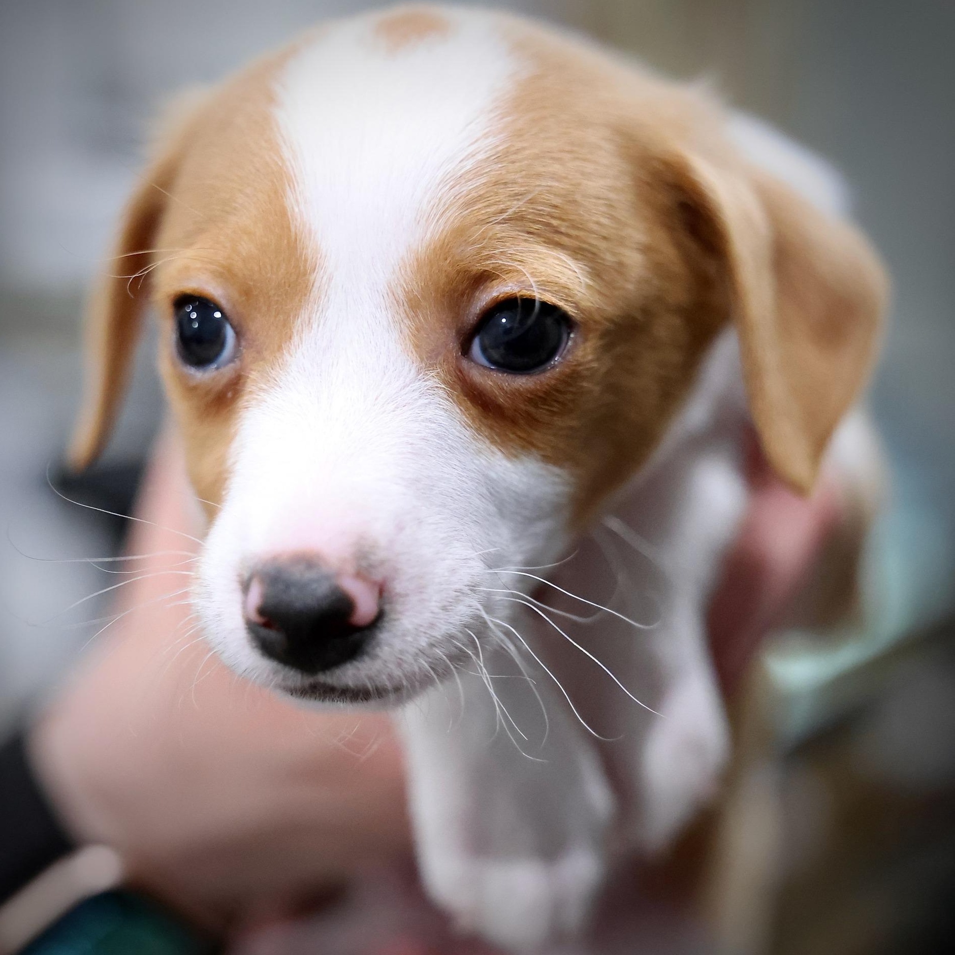 Enlarge Novan, an adoptable mixed breed in Palatine, IL image 1/5