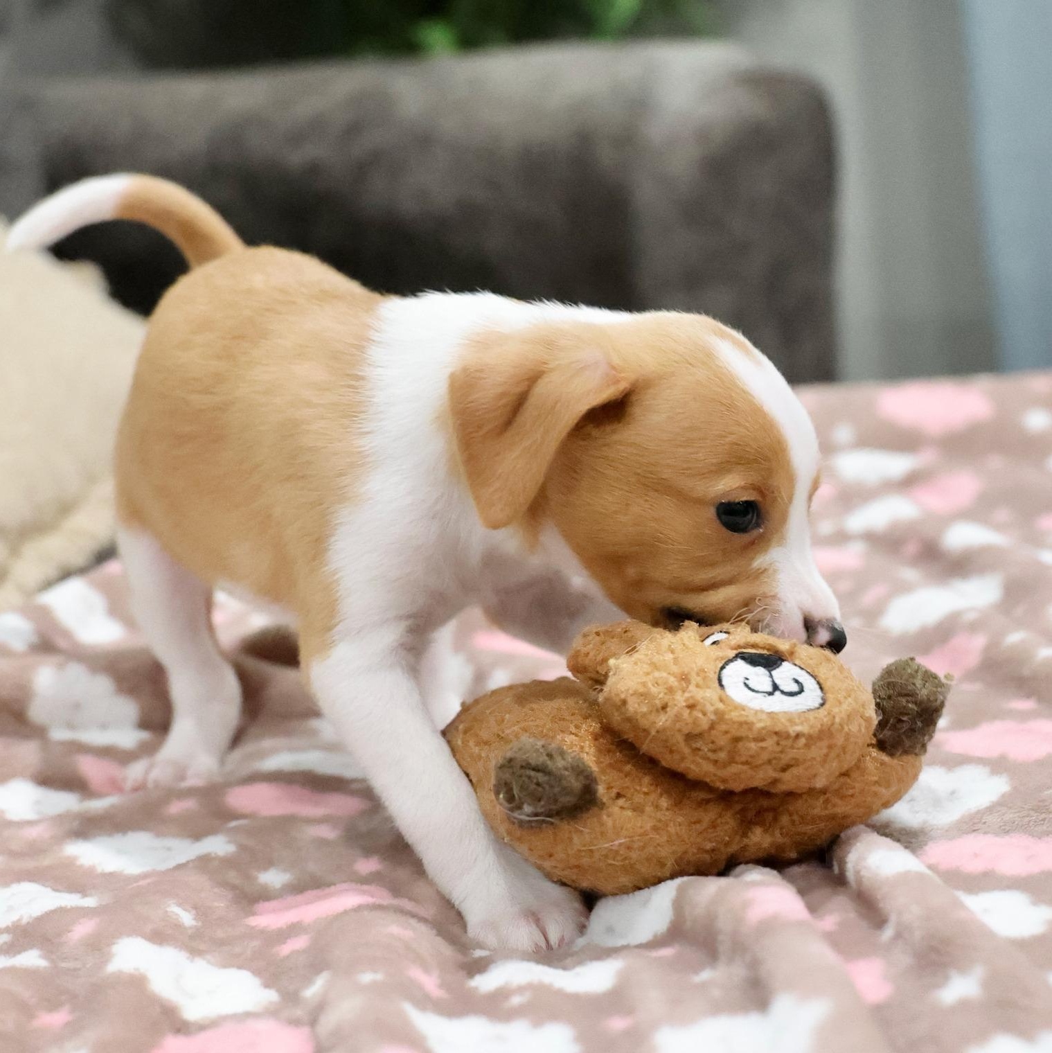 Enlarge Novan, an adoptable mixed breed in Palatine, IL image 5/5