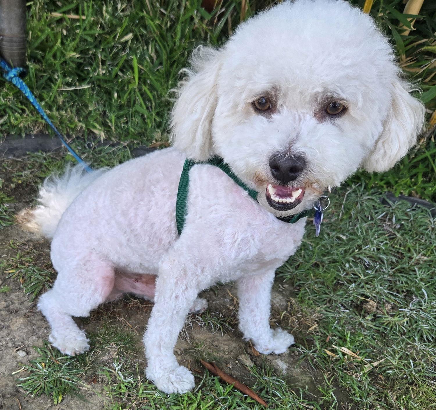 Stevie, Adopted, Young Male Bichon Frise & Shih Tzu.