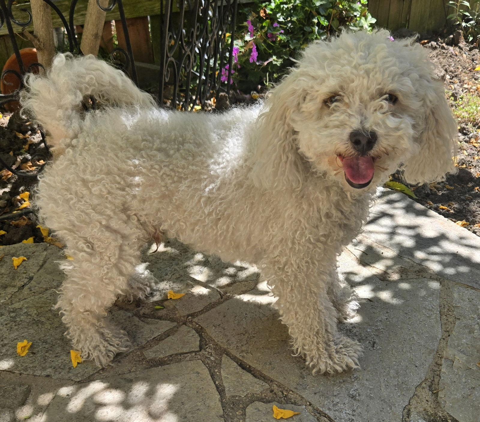 Stevie, a Adopted mixed breed in Los Angeles, CA image 2/3