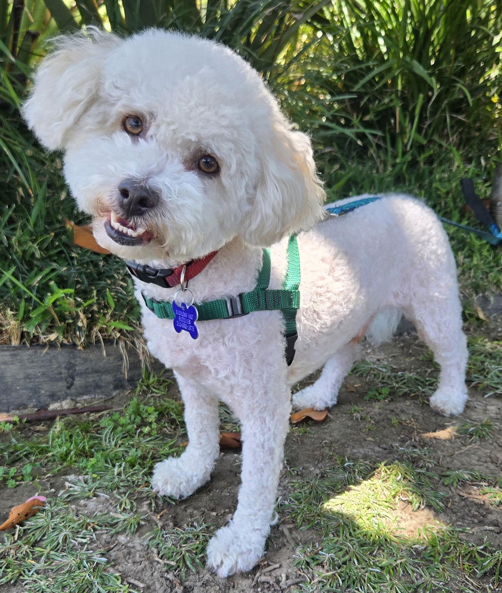 Stevie, a Adopted mixed breed in Los Angeles, CA image 3/3