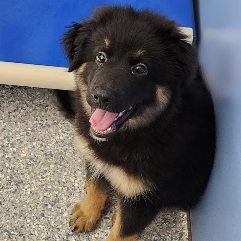 Enlarge Wookie, an adopted mixed breed in House Springs, MO image 1/1