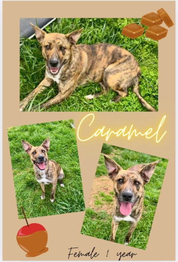 Caramel, Adoptable, Young Female Mountain Cur & Mixed Breed.