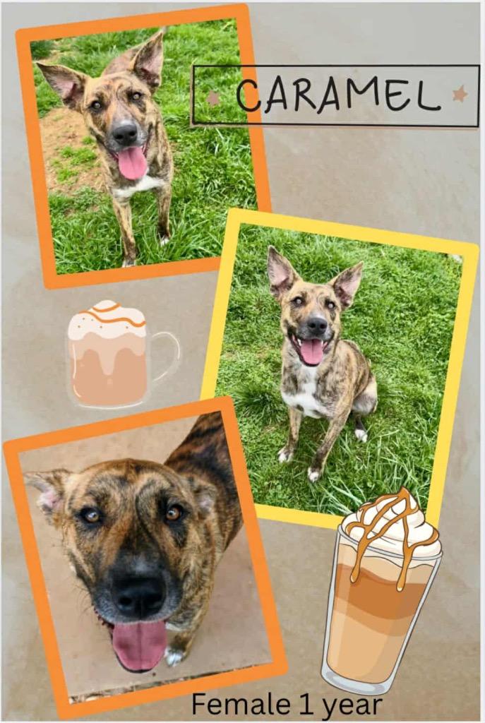 Enlarge Caramel, a Adoptable mixed breed in Blountville, TN image 2/2