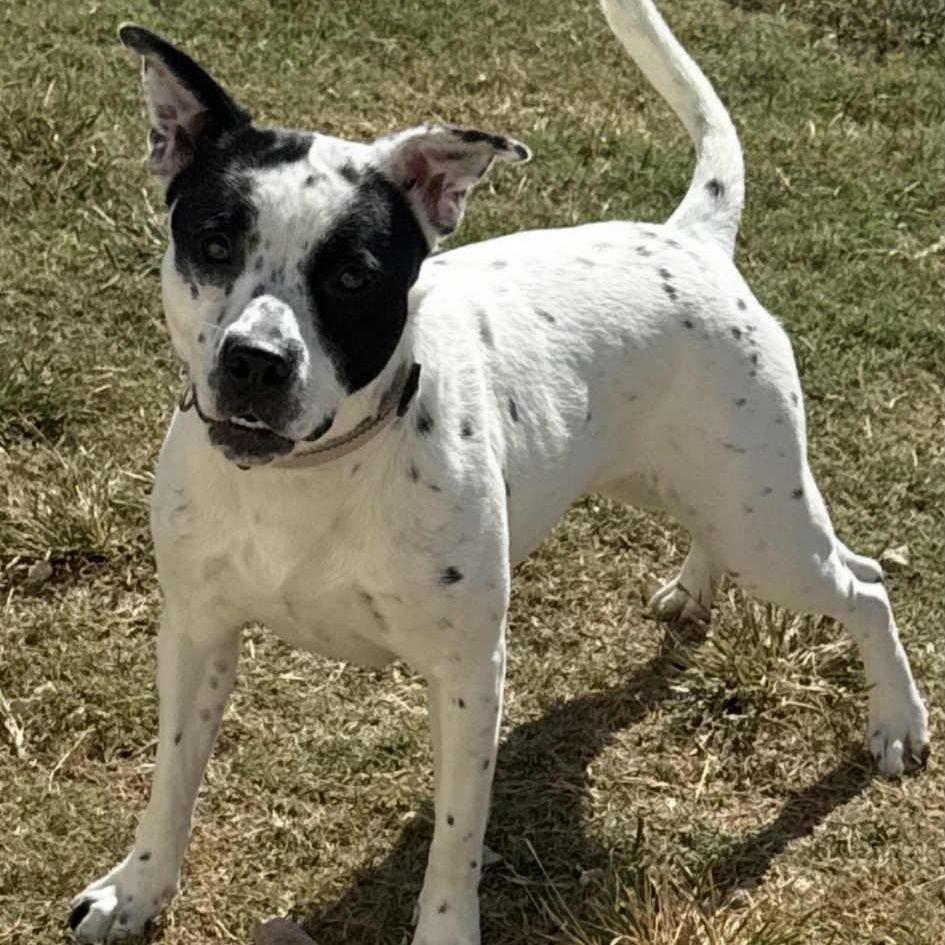 Enlarge Dottie, a Adoptable mixed breed in Milford, PA image 1/3