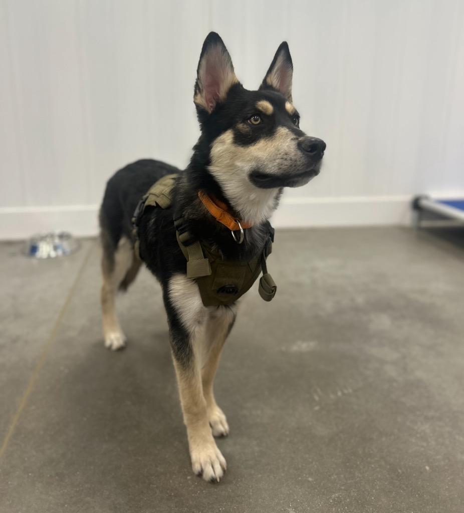 Cloud Dancer, Adoptable, Puppy Male Husky & Shepherd.