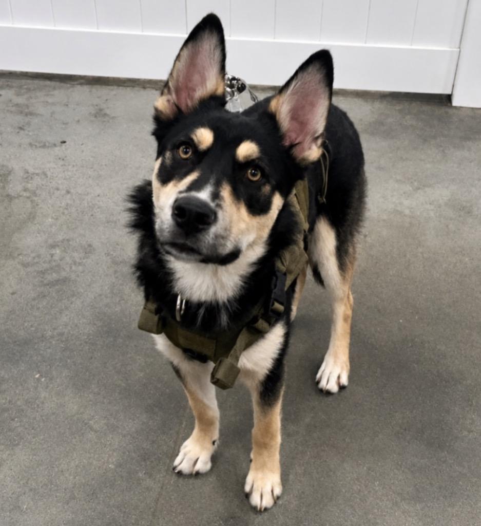 Cloud Dancer, a Adoptable mixed breed in Fort Lupton, CO image 2/4