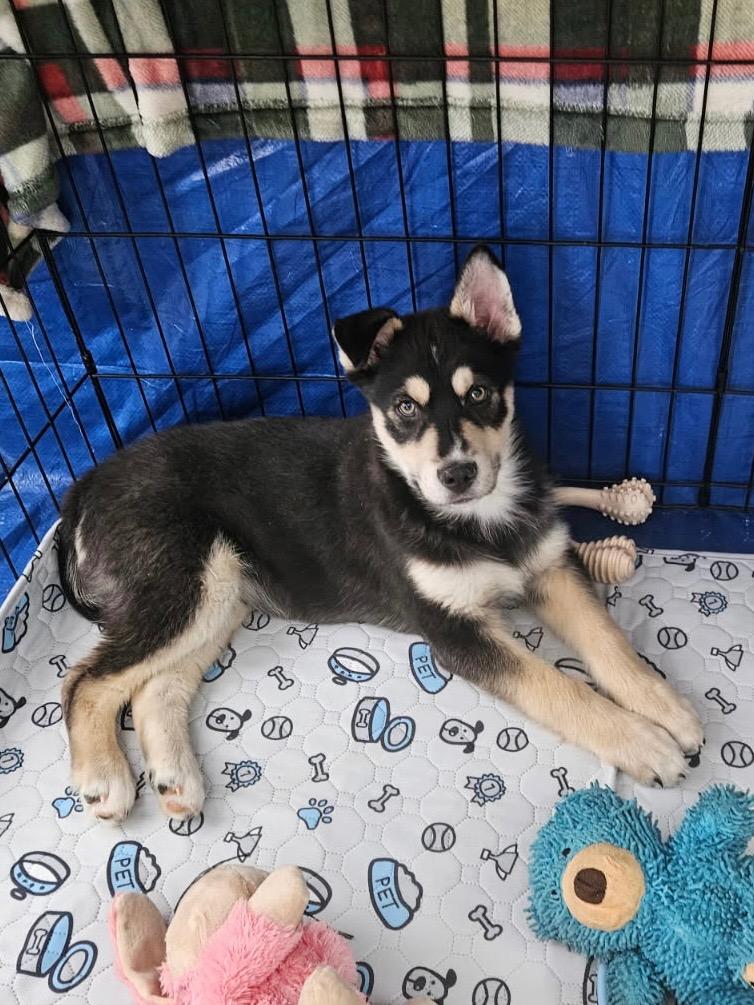Cloud Dancer, a Adoptable mixed breed in Fort Lupton, CO image 3/4