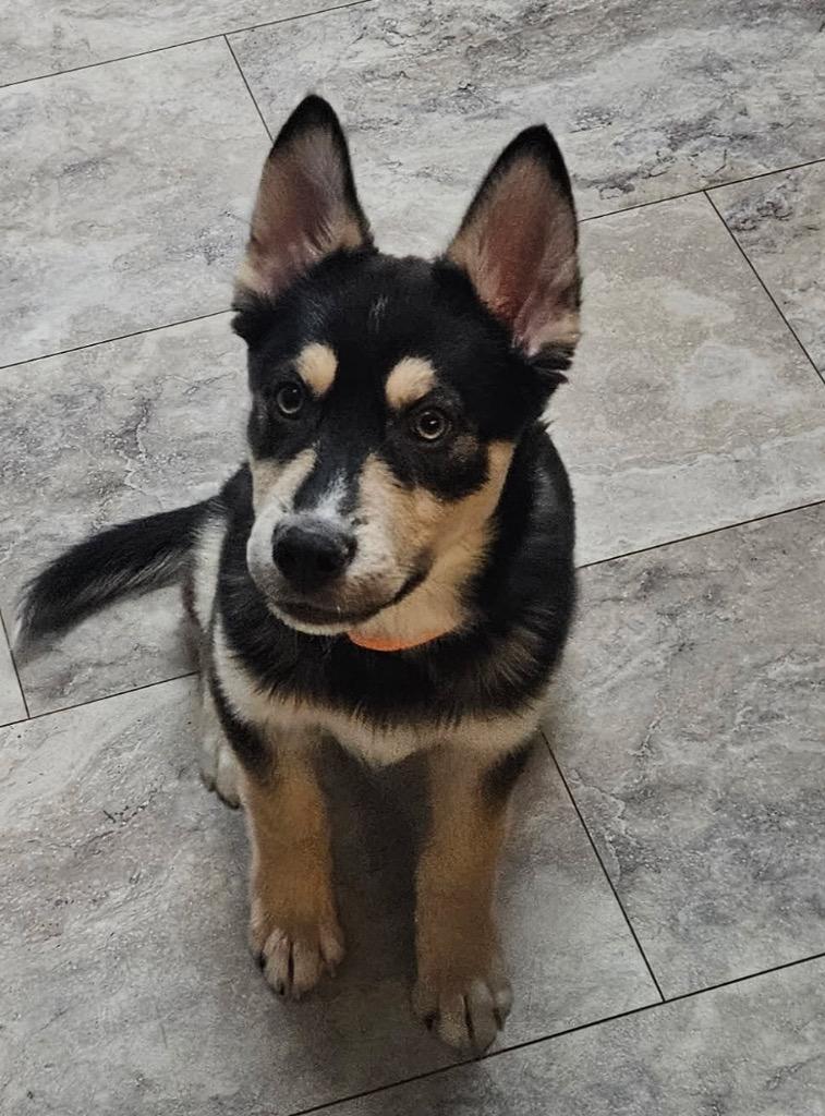 Cloud Dancer, a Adoptable mixed breed in Fort Lupton, CO image 4/4