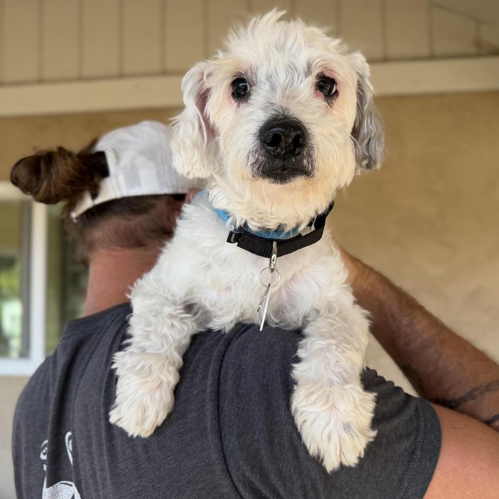 Angel — thumbnail 3