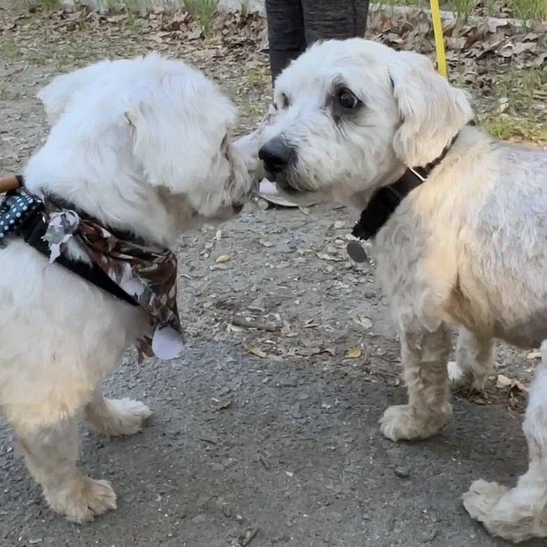 Angel — thumbnail 4