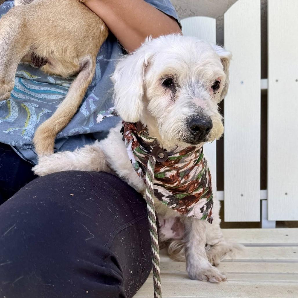 Angel — thumbnail 5