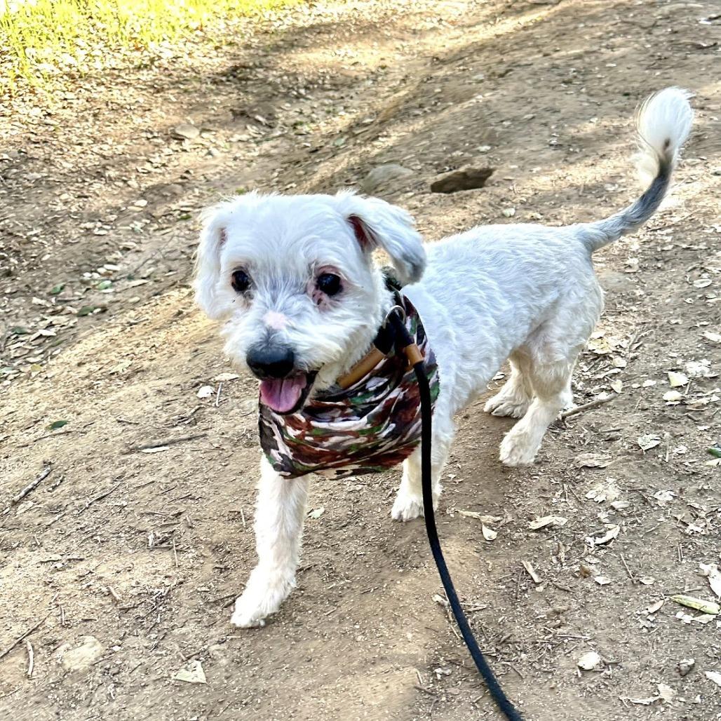 Angel — thumbnail 6