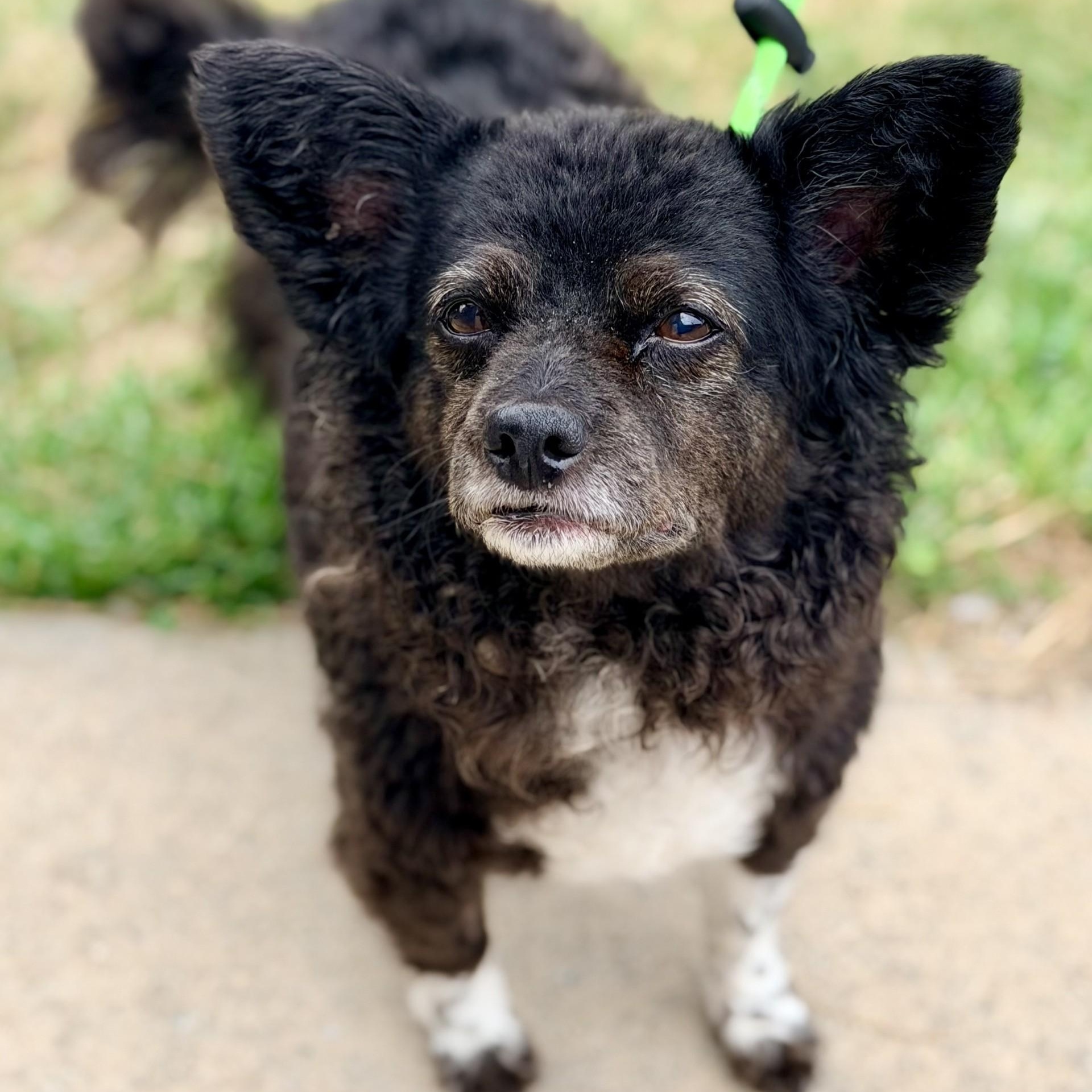 Enlarge Flanna, an adopted mixed breed in Manahawkin, NJ image 1/2