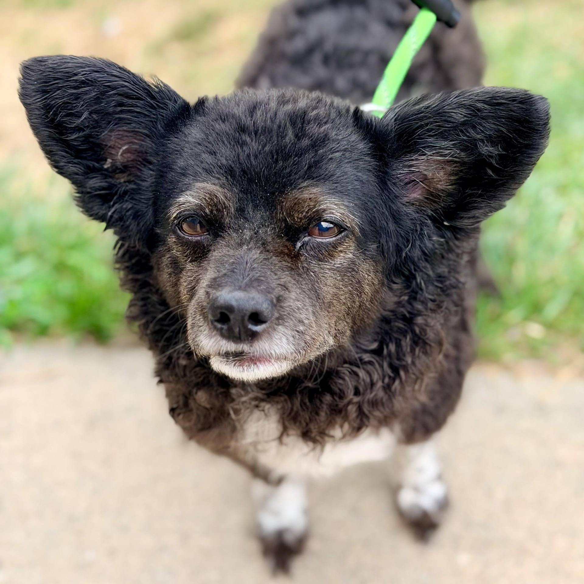 Enlarge Flanna, an adopted mixed breed in Manahawkin, NJ image 2/2