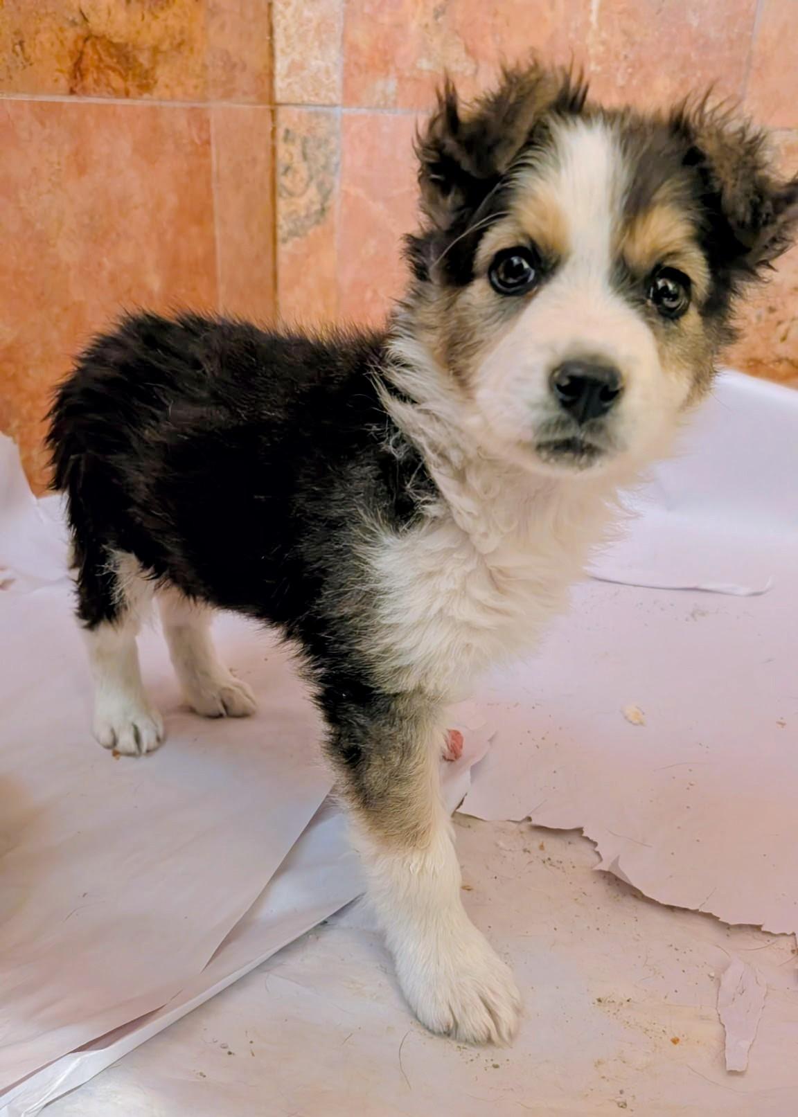 SOLA, ADOPTABLE, Puppy Female Australian Shepherd.