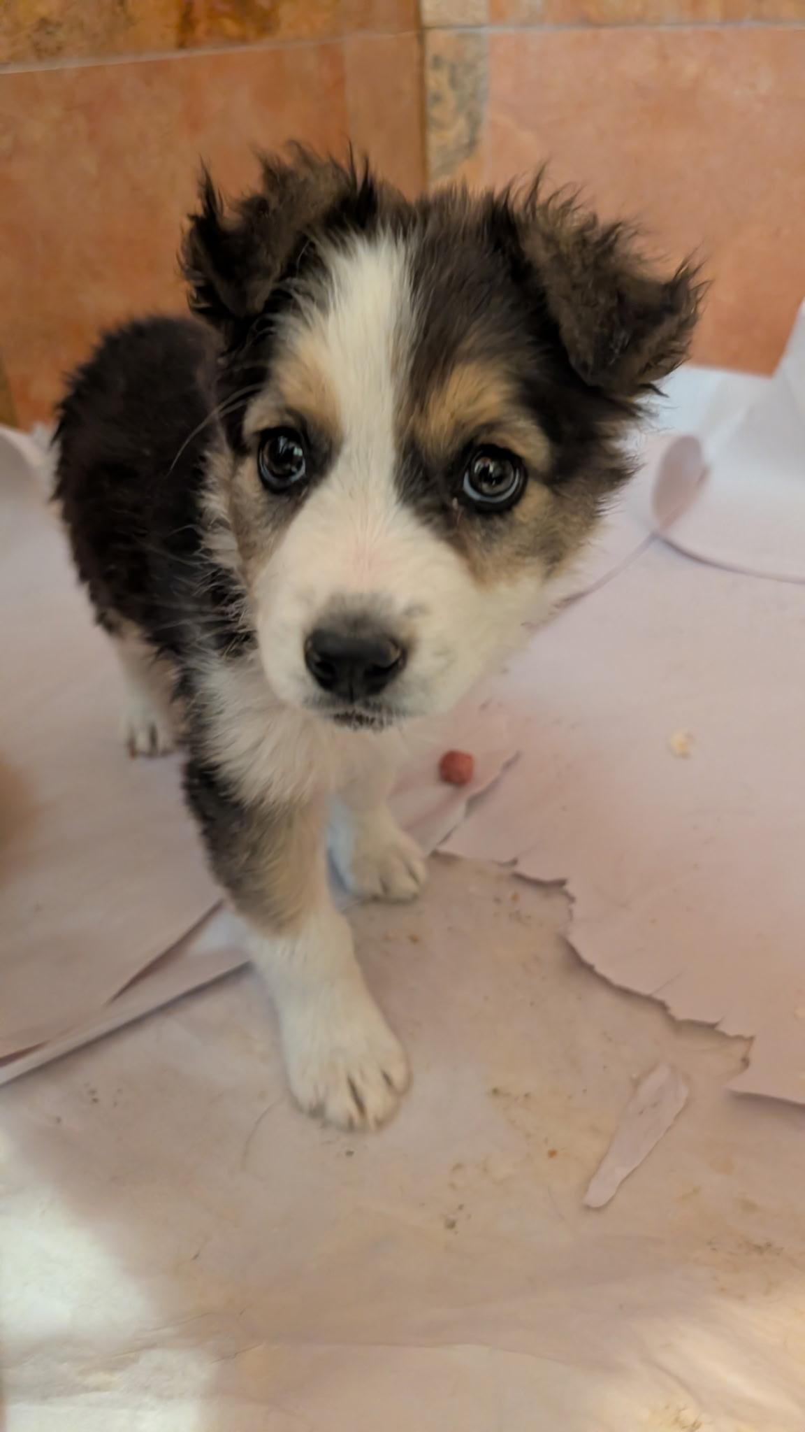 Enlarge SOLA, a ADOPTABLE mixed breed in Pena Blanca, NM image 3/4