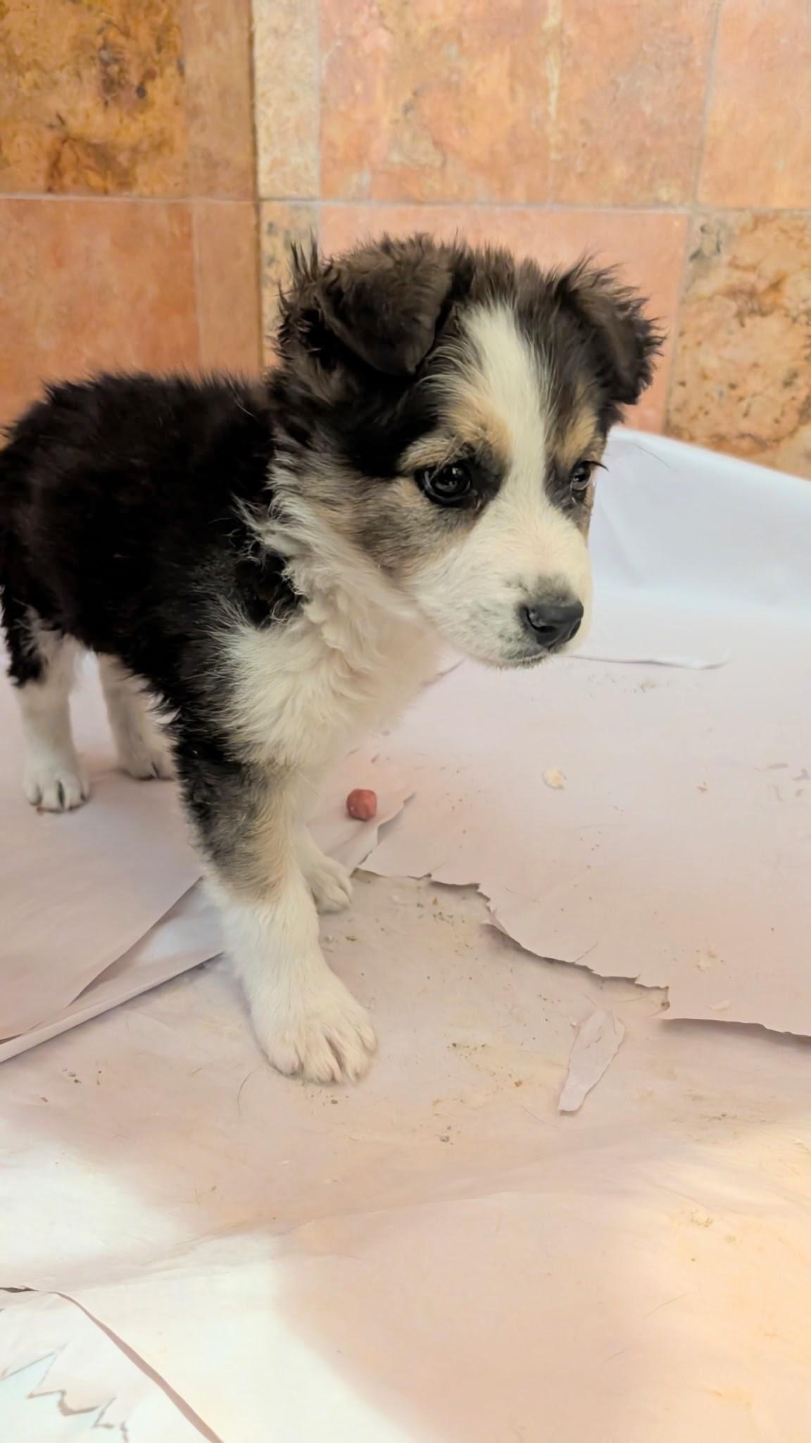 Enlarge SOLA, a ADOPTABLE mixed breed in Pena Blanca, NM image 2/4