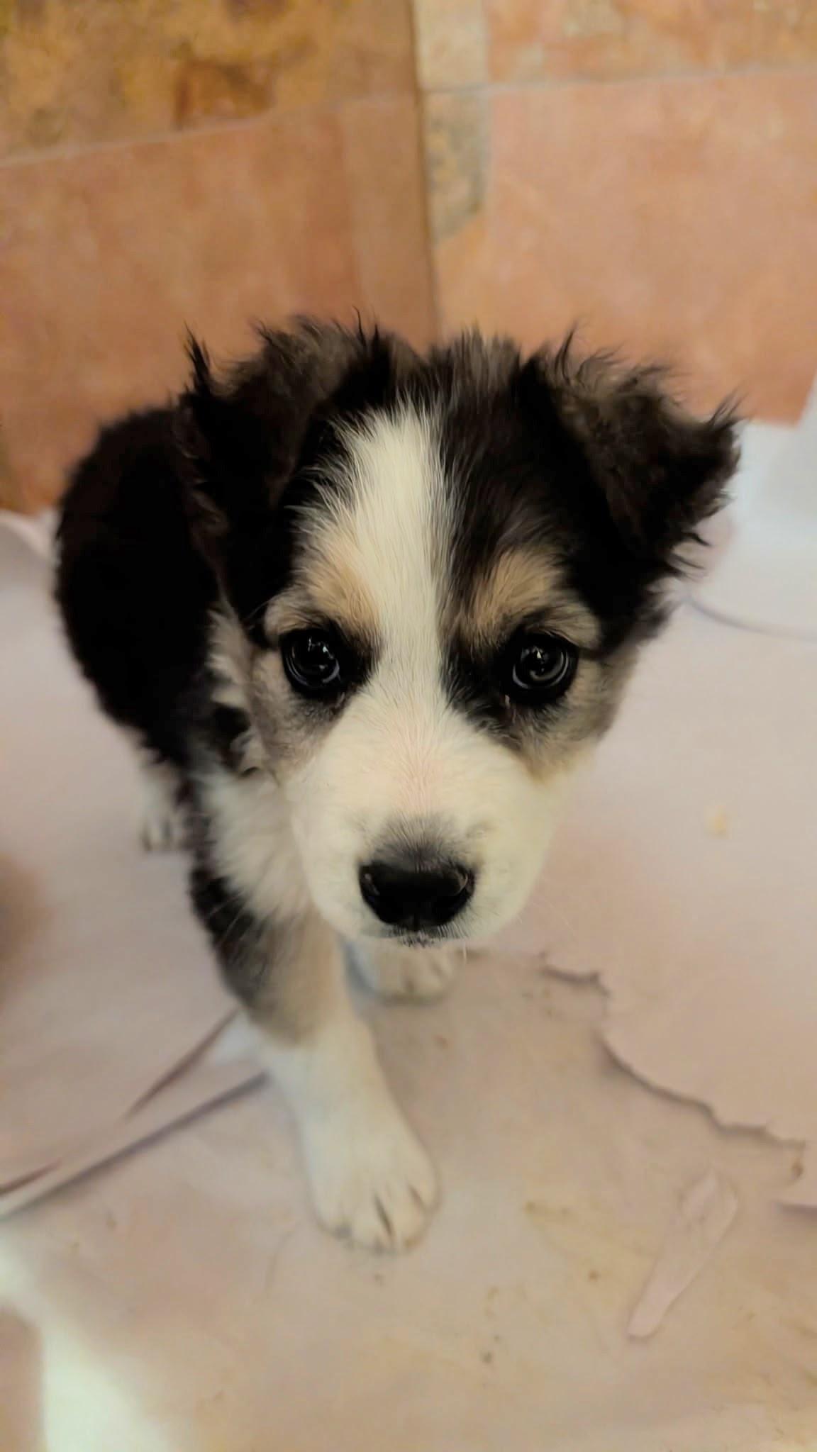 Enlarge SOLA, a ADOPTABLE mixed breed in Pena Blanca, NM image 4/4