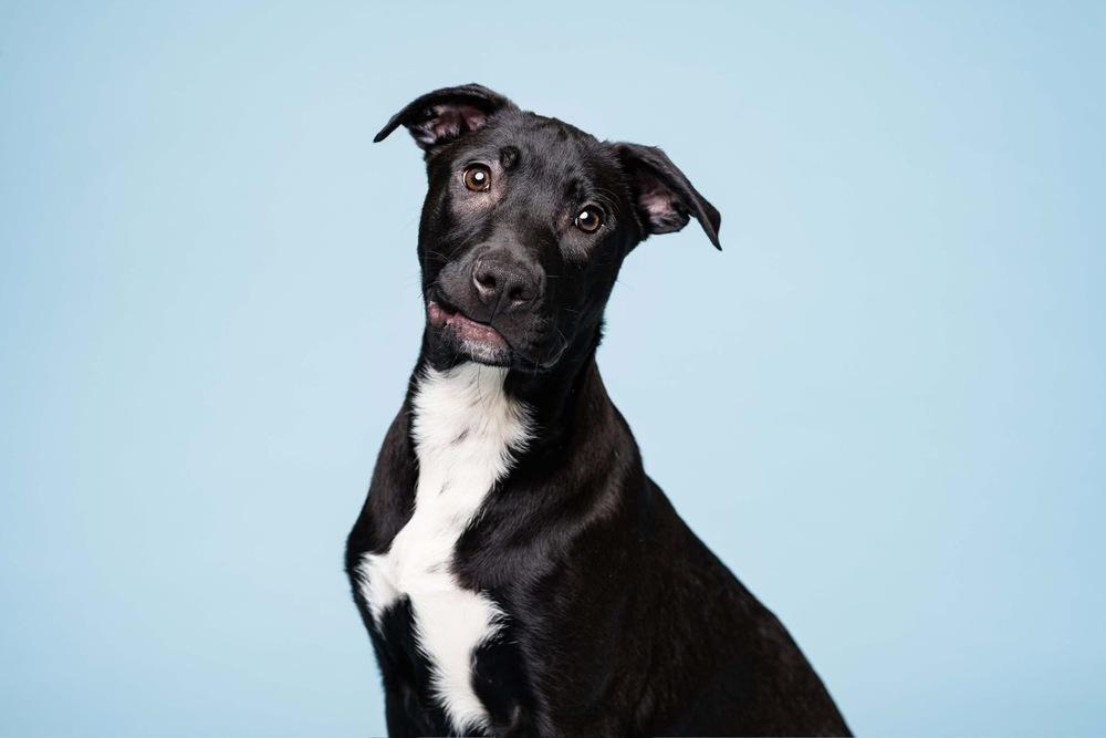 Moe, Adoptable, Puppy Male Labrador Retriever & Shepherd.