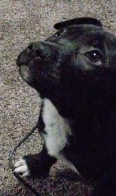 Enlarge Moe, a Adoptable mixed breed in Deerfield, MI image 3/3