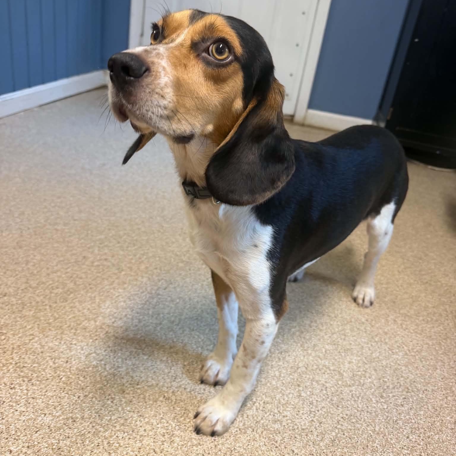 Enlarge Outlaw, a Adoptable Beagle in Sunderland, MD image 3/3