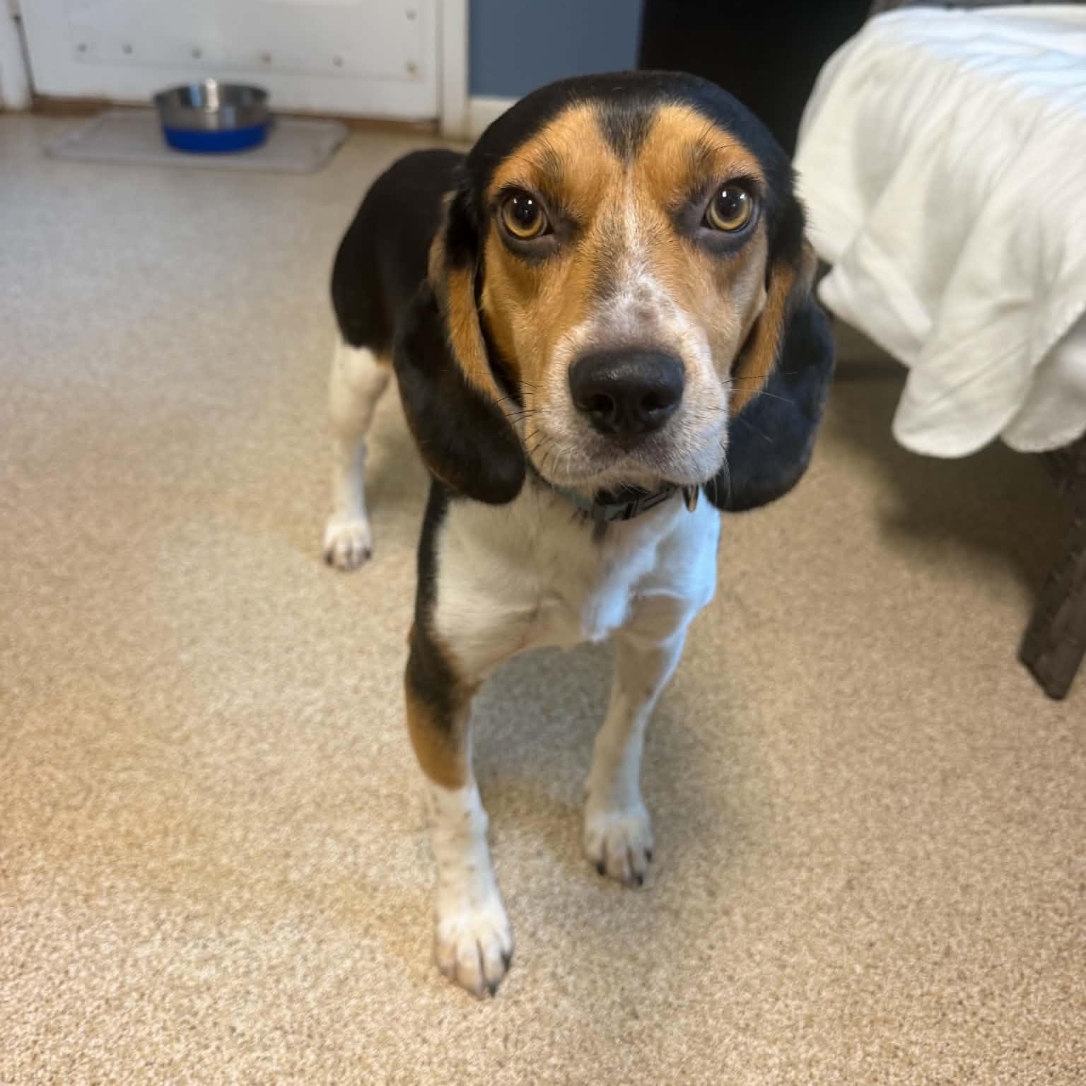 Enlarge Outlaw, a Adoptable Beagle in Sunderland, MD image 1/3