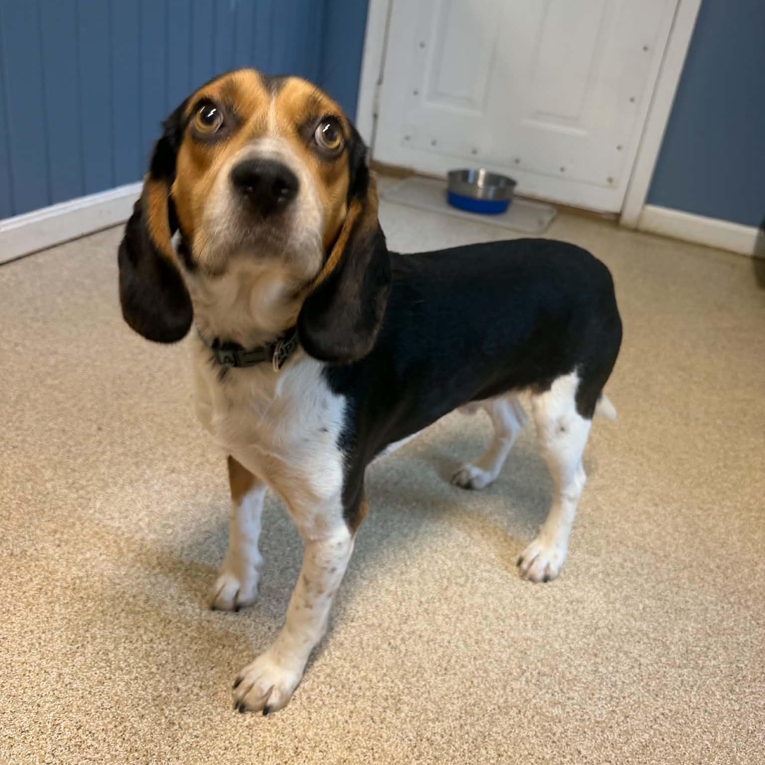 Enlarge Outlaw, a Adoptable Beagle in Sunderland, MD image 2/3