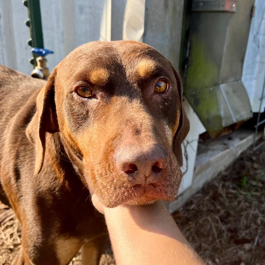 Shadow, a Adoptable Chocolate Labrador Retriever in Natchitoches, LA image 1/6