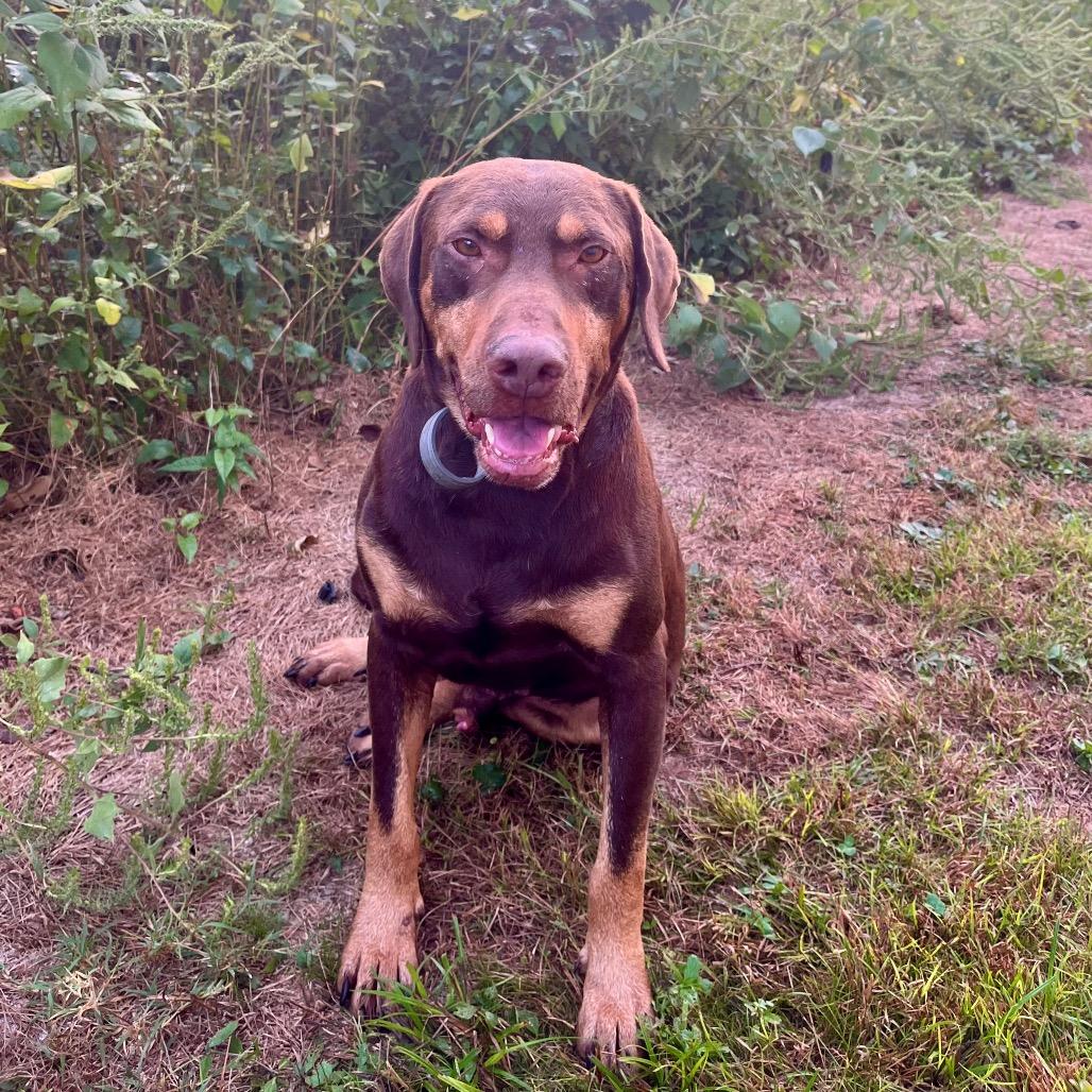 Shadow, Adoptable, Adult Male Chocolate Labrador Retriever.