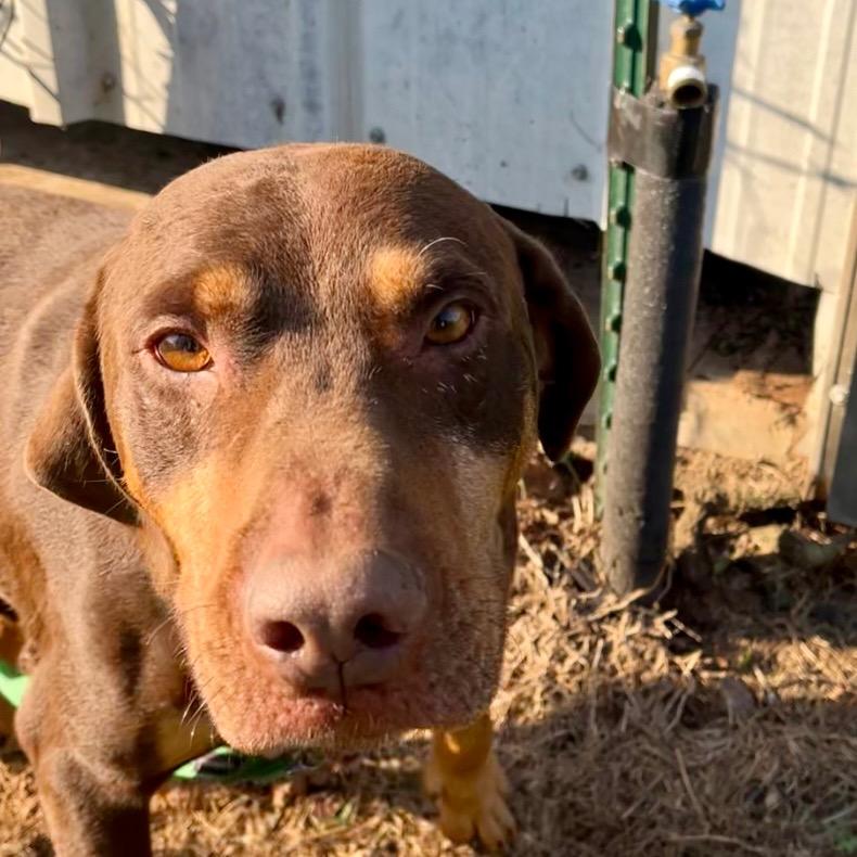 Shadow, a Adoptable Chocolate Labrador Retriever in Natchitoches, LA image 3/6