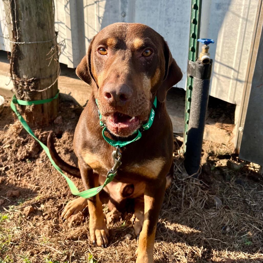 Shadow, a Adoptable Chocolate Labrador Retriever in Natchitoches, LA image 4/6