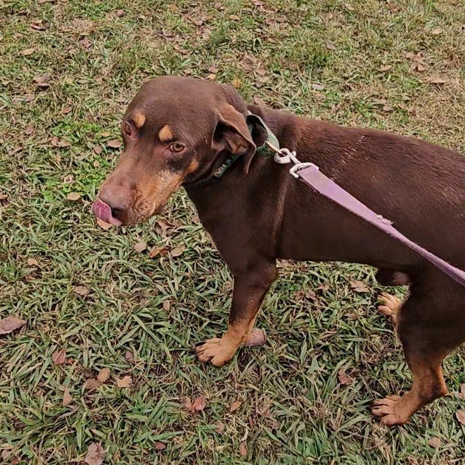 Shadow, a Adoptable Chocolate Labrador Retriever in Natchitoches, LA image 3/6